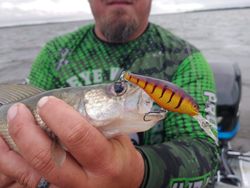 Bait for Walleye