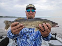 Guides, Walleye unfold.