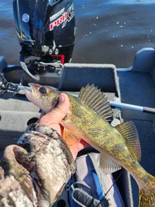 Small Walleye in Wisconsin