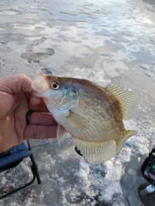 Wisconsin Ice Fishing