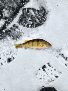 Magnificent American Yellow Perch caught in WI