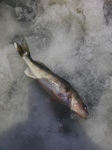 Ice Fishing Guide, Wisconsin	