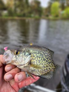 Crappie fish caught while fishing in WI