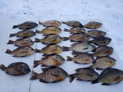 17 spotted sunfish and crappie caught while fishing in WI