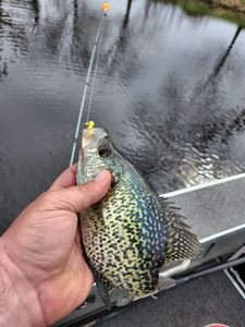 Crappie fish caught while fishing in Wisconsin Rapids