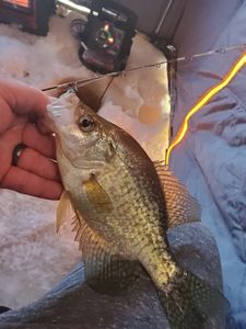 Crappie fish caught in Wisconsin Rapids