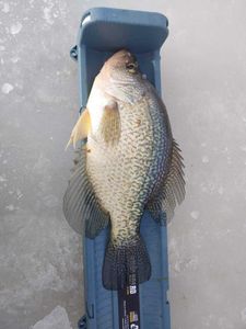 A crappie caught while fishing in Wisconsin Rapids