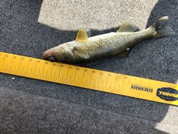 Caught Walleye in Wisconsin River