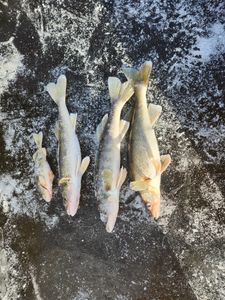 Three fish caught during a fishing trip in Wisconsin Rapids