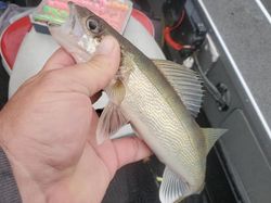 Fishing in Wisconsin Rapids