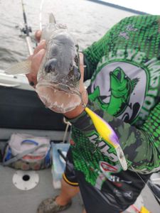 Angler fishing in Wisconsin Rapids
