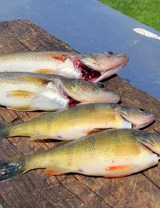 4 fish caught while fishing in Wisconsin Rapids