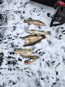 Five fish caught fishing in Wisconsin Rapids