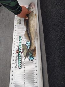 Sauger fish caught in WI