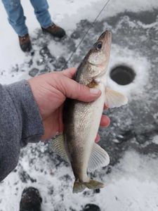 Sauger fish caught while fishing in WI