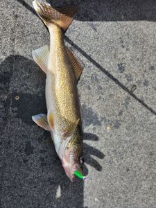 Sauger fish caught in Wisconsin Rapids