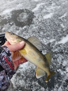Man fishing in Wisconsin Rapids