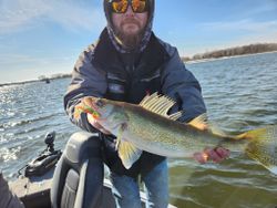 A single walleye fish caught in WI