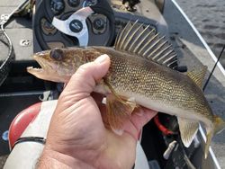 A walleye fish caught while fishing in Wisconsin