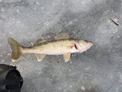 Walleye fish caught while fishing in Wisconsin Rapids