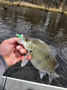 A White Bass fish caught while fishing in WI