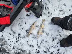 Two fish caught while fishing in Wisconsin