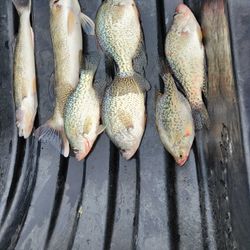 7 crappies caught in Wisconsin Rapids