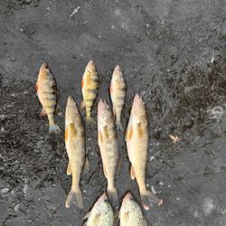 8 fish caught while fishing in Wisconsin Rapids