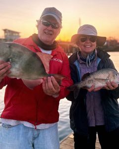 Two black margate and grey triggerfish caught fishing in Leland