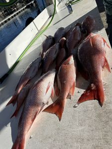 3 fish caught while fishing in FL