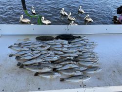 Spotted weakfish caught in FL