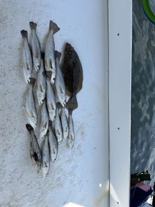Three Southern Flounder caught fishing in FL