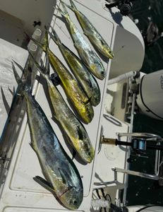 Two anglers enjoying a fishing tour in Sebastian, Florida