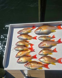 12 mutton snapper and lane snapper fish caught during fishing tours in FL