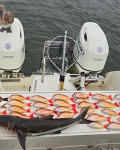 Cobia fish caught during fishing tour in Sebastian