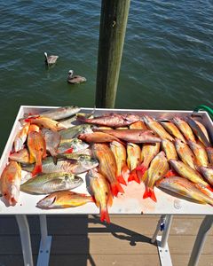 8 Crevalle Jack fish caught during a fishing tour in FL