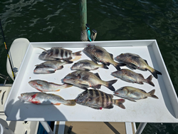 Reeled in a variety of fish species while using diverse angling techniques in Sebastian, FL.