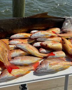6 fish caught during a fishing tour in Sebastian, Florida