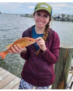 Inshore snapper