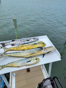 Triple threat: Mahi Mahi duo and Great Barracuda hooked in one epic haul!