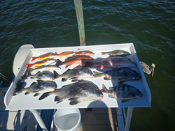 Reeled in a great catch of the day!