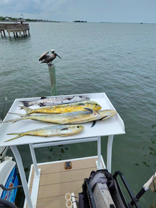 Double the fun with Mahi Mahi in Sebastian's partly cloudy skies!