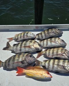 8 sheepshead fish caught in Sebastian