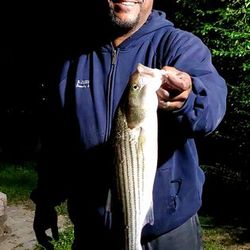 Striped Bass fishing in VA