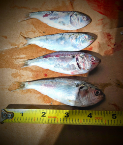 Four fishing rods and lures on the shore at King George