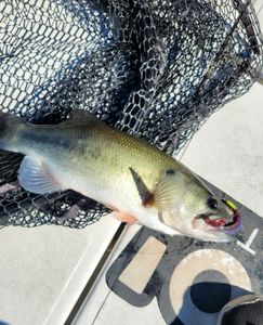 Scenic shot of a fishing location in King George