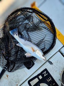Fishing in VA