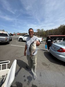 Freshly caught crappie displayed in King George VA fishing scene