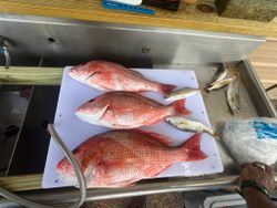 Three red snapper fish displayed on white cutting board in boat cleaning station in King George VA