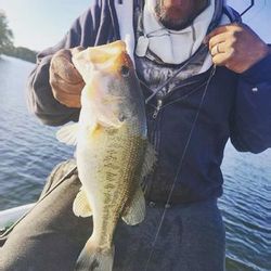 Largemouth bass caught in King George